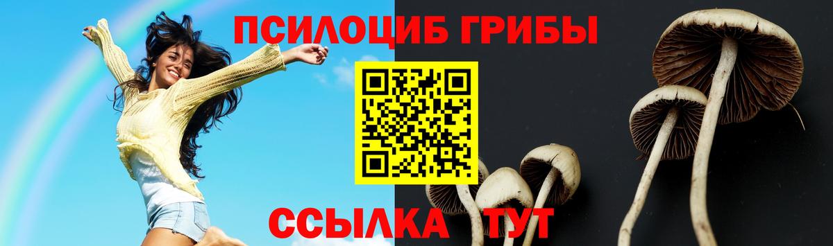 Псилоцибиновые грибы Psilocybe  Вход с VPN  Тулун 